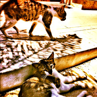 #cyprus #cats #kitty #animals #kitten #stray #photooftheday #picoftheday #potd #beautiful #bestoftheday #sweet #summer  #shadow