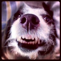 #animals #iphone #dog #kissyfur #kissy #jackrussell #terrier #teeth