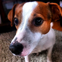 #axel #photooftheday #picture #pic #picoftheday #instagrammers #instapic #dog #dogs #jackrussell #jackrussellterrier #terrier #animal #animals #pets